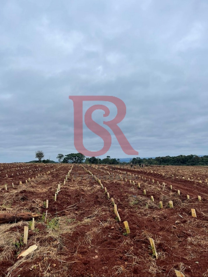 LP - OPORTUNIDAD CHACRA YERBATERA, Misiones