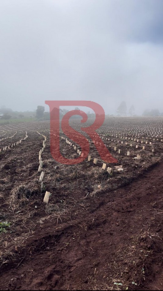 LP - OPORTUNIDAD CHACRA YERBATERA, Misiones