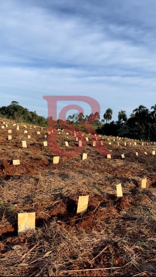LP - OPORTUNIDAD CHACRA YERBATERA, Misiones